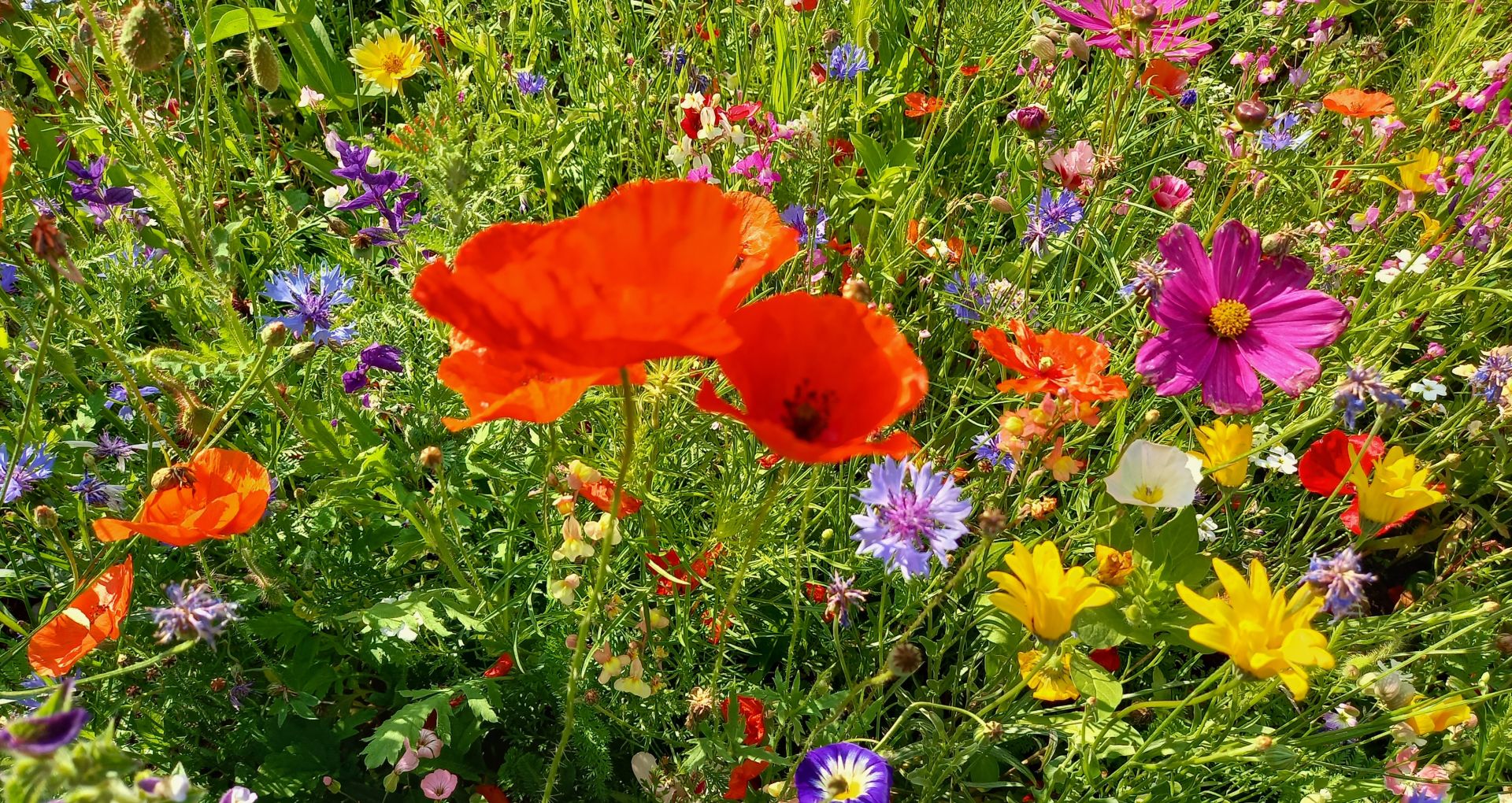 Blumenwiese Dornbirn