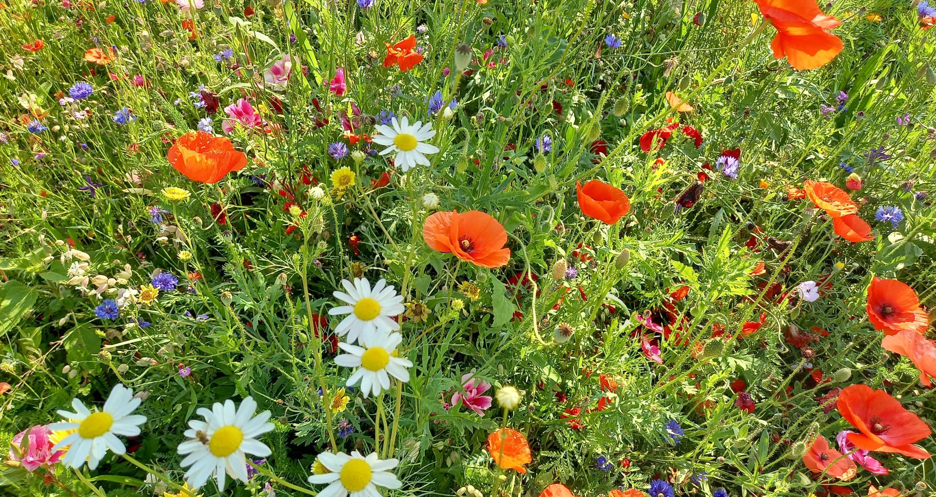 Blumenwiese Dornbirn Blumenwiese Dornbirn