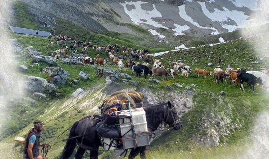 Foto für Dornbirn-Tourismus.jpg Foto für Dornbirn-Tourismus.jpg