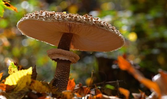 Pilz_Pixabay.jpg Pilz_Pixabay.jpg