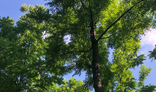 Gastbaumarten_©Stephanie Salzmann BFW (1).jpg Gastbaumarten_©Stephanie Salzmann BFW (1).jpg