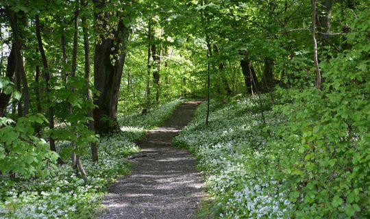 Wanderweg Zanzenberg Dornbirn Wanderweg Zanzenberg Dornbirn
