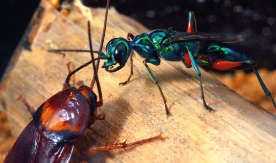 Geniale Erfindungen der Insekten_ Juwelwespe und KÃ¼chenschabe-Â©Werner Gnatzy.jpg