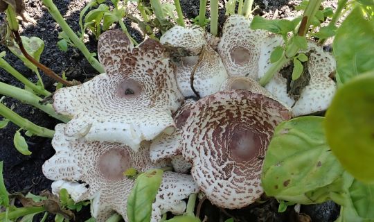 Pilze im Garte_Leucoagaricus americanus -Uschi Ãsterle.jpg Pilze im Garte_Leucoagaricus americanus -Uschi Ãsterle.jpg