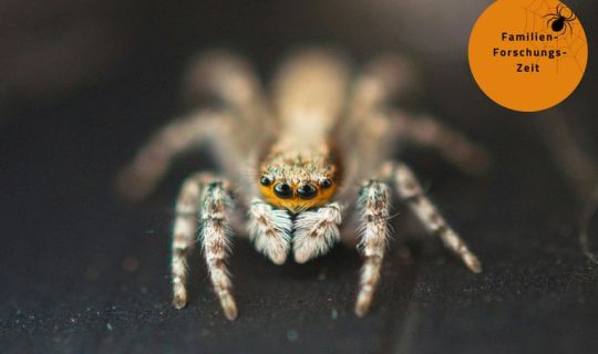 Spinne.jpg Spinne.jpg