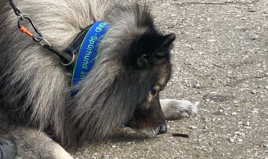 Spürhunde_Veronika Pfefferkorn-Dellali.jpg Spürhunde_Veronika Pfefferkorn-Dellali.jpg