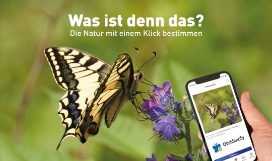 inatura - City Nature Challenge©inatura.jpg inatura - City Nature Challenge©inatura.jpg