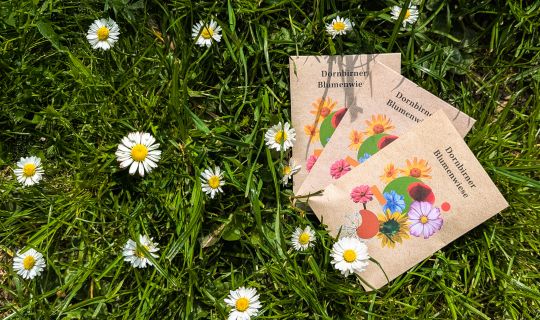 Blumenwiese_neu_2025 (2)