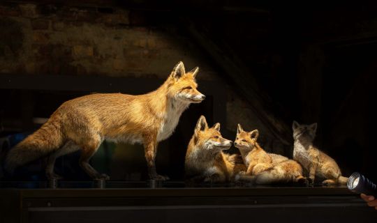 inatura Führung Taschenlampe©Petra Rainer.jpg inatura Führung Taschenlampe©Petra Rainer.jpg