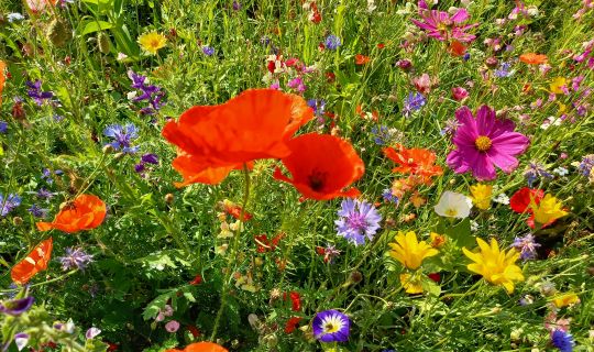 Blumenwiese Dornbirn Blumenwiese Dornbirn