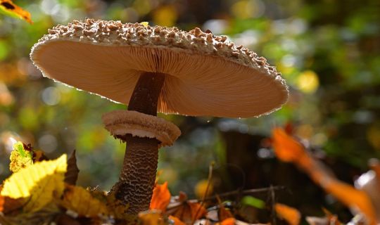 Pilz_Pixabay.jpg Pilz_Pixabay.jpg