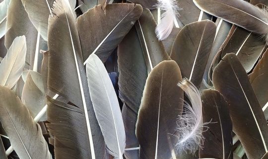 Das Federkleid der VÃ¶gel_Â©Knes.jpg