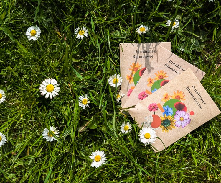 Blumenwiese_neu_2025 (2) Blumenwiese_neu_2025 (2)