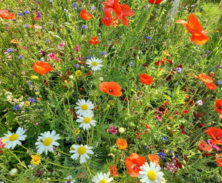 Blumenwiese Dornbirn