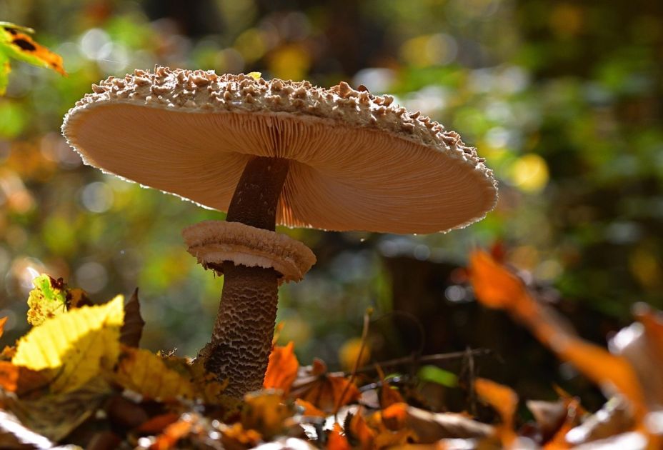 Pilz_Pixabay.jpg Pilz_Pixabay.jpg