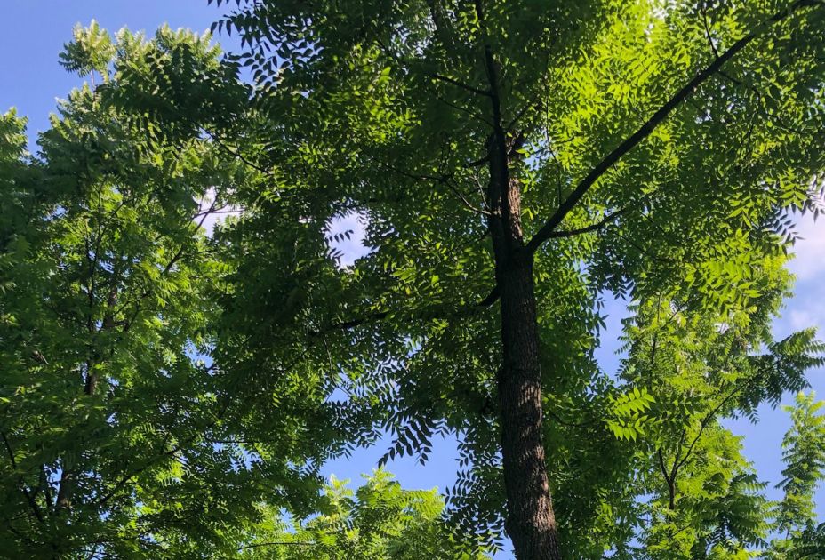 Gastbaumarten_©Stephanie Salzmann BFW (1).jpg Gastbaumarten_©Stephanie Salzmann BFW (1).jpg