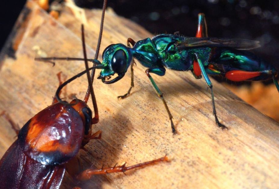Geniale Erfindungen der Insekten_ Juwelwespe und Küchenschabe-©Werner Gnatzy.jpg Geniale Erfindungen der Insekten_ Juwelwespe und Küchenschabe-©Werner Gnatzy.jpg