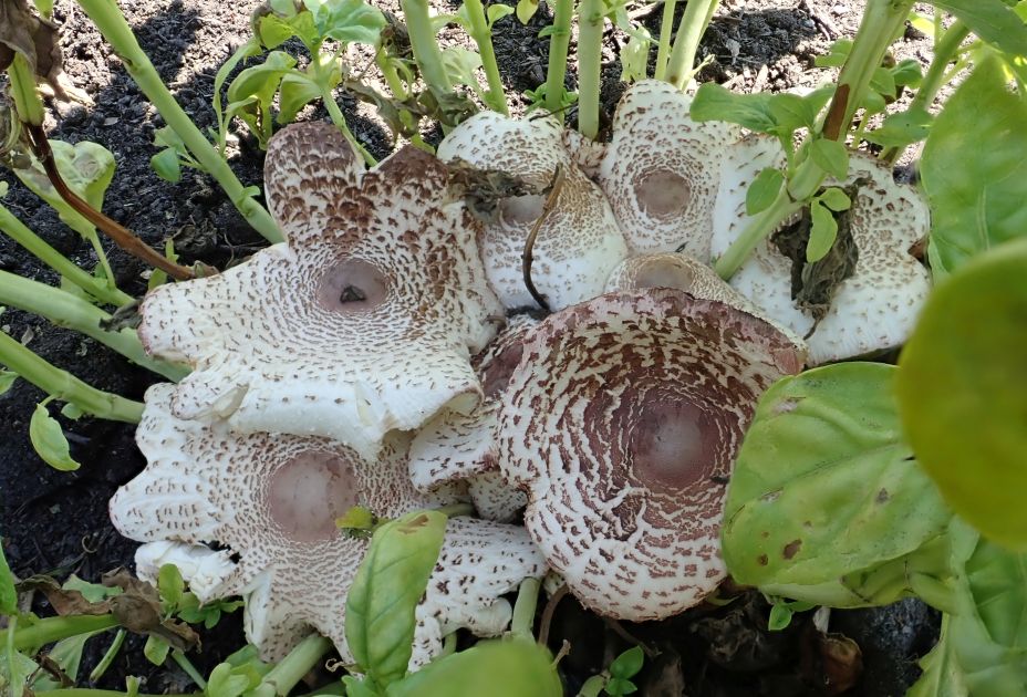 Pilze im Garte_Leucoagaricus americanus -Uschi Ãsterle.jpg Pilze im Garte_Leucoagaricus americanus -Uschi Ãsterle.jpg