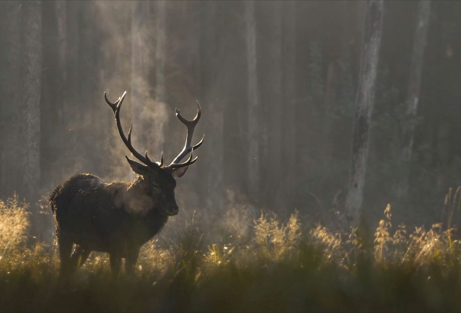 Das_Flüstern_der_Walder__Still_©Vincent-Munier.jpg Das_Flüstern_der_Walder__Still_©Vincent-Munier.jpg