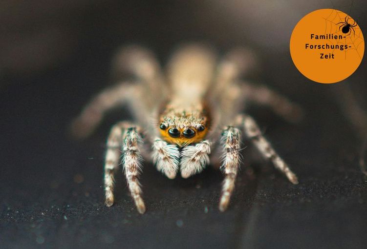 Spinne.jpg