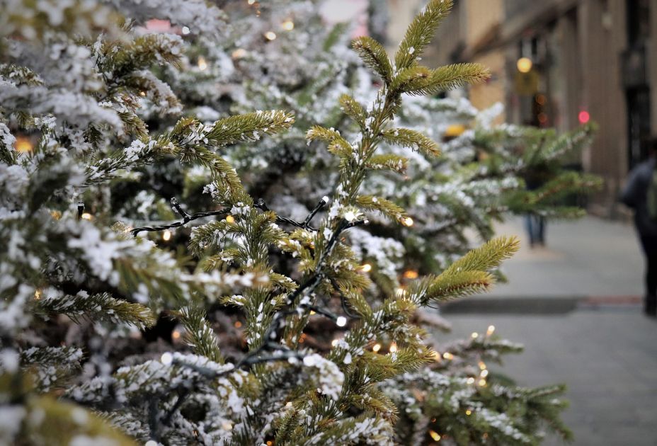 christmas-tree-4679463_1280.jpg