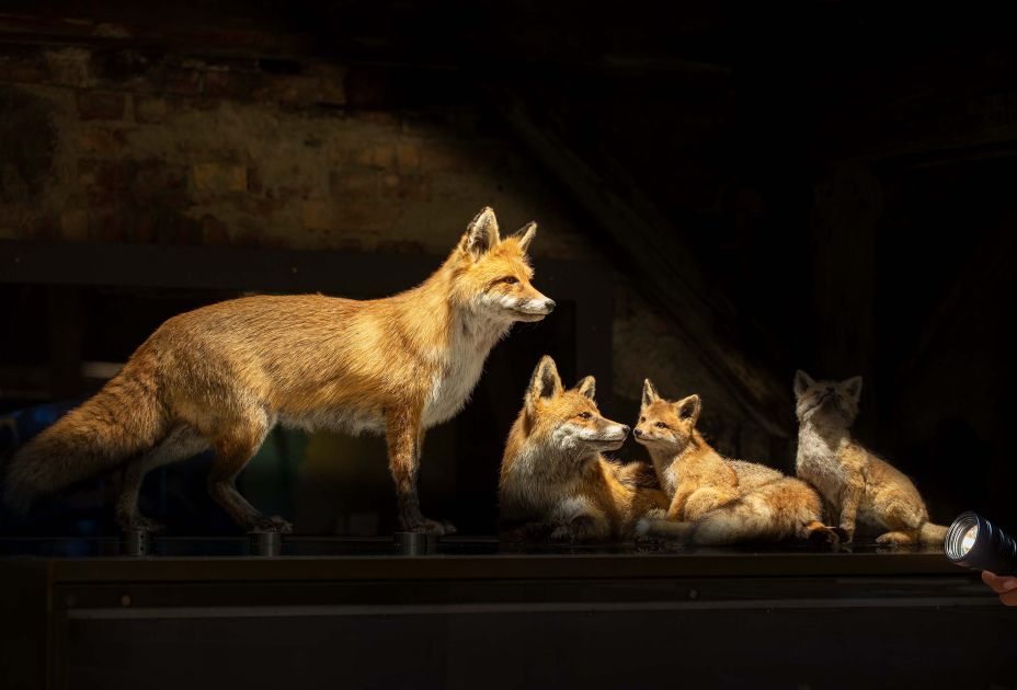 inatura FÃ¼hrung TaschenlampeÂ©Petra Rainer.jpg