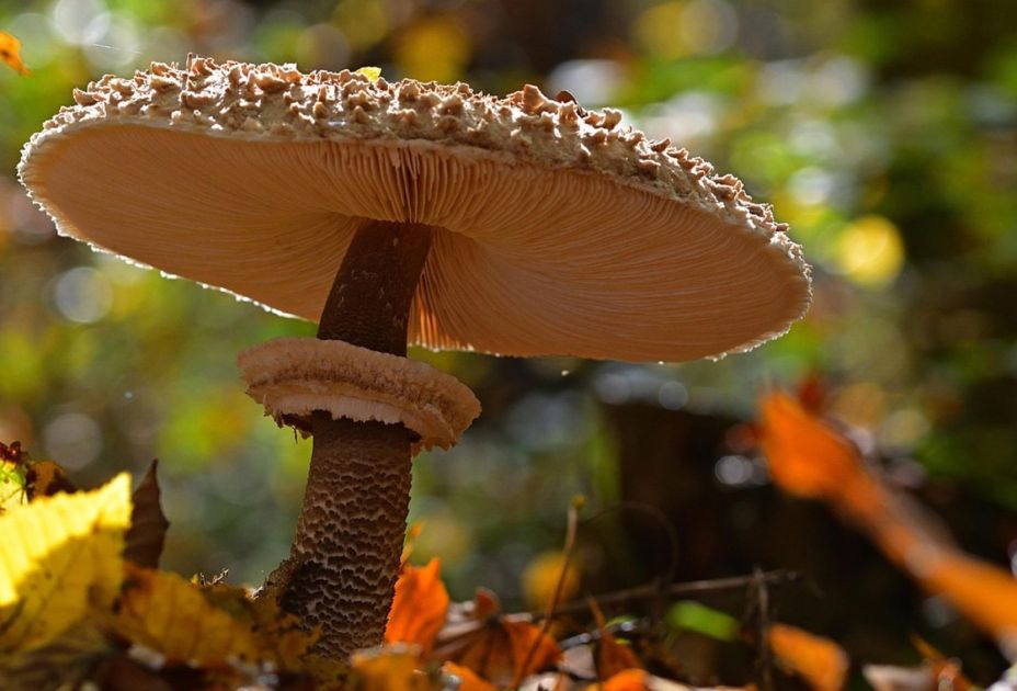 Pilz_Pixabay.jpg Pilz_Pixabay.jpg