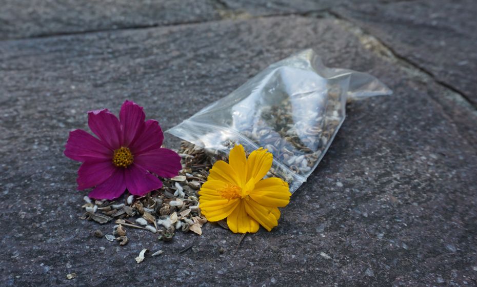 Blumenwiese
