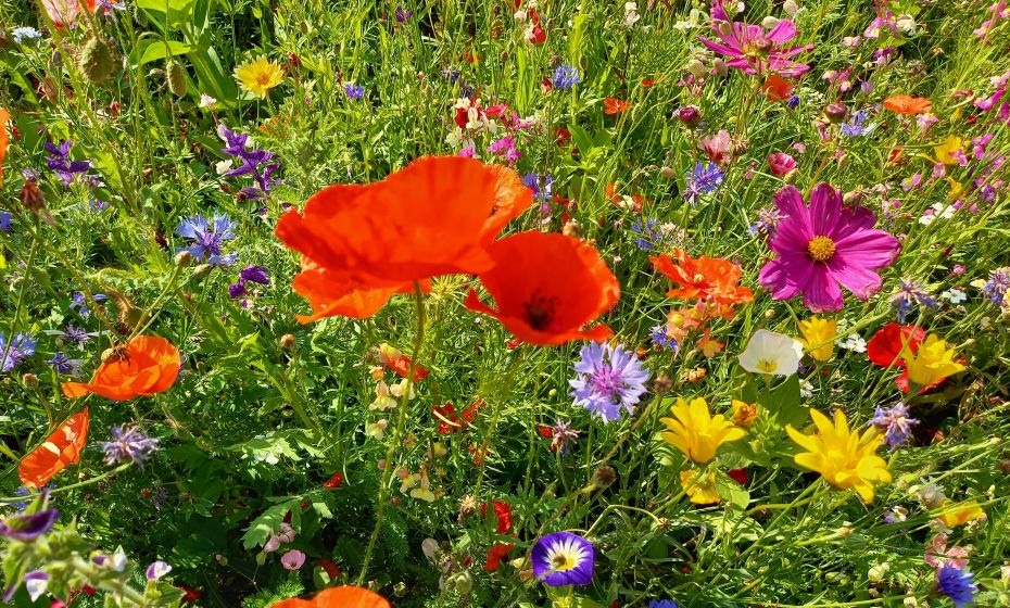 Blumenwiese Dornbirn Blumenwiese Dornbirn