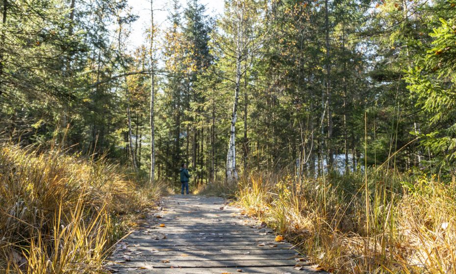 Hochmoor Fohramoos Hochmoor Fohramoos