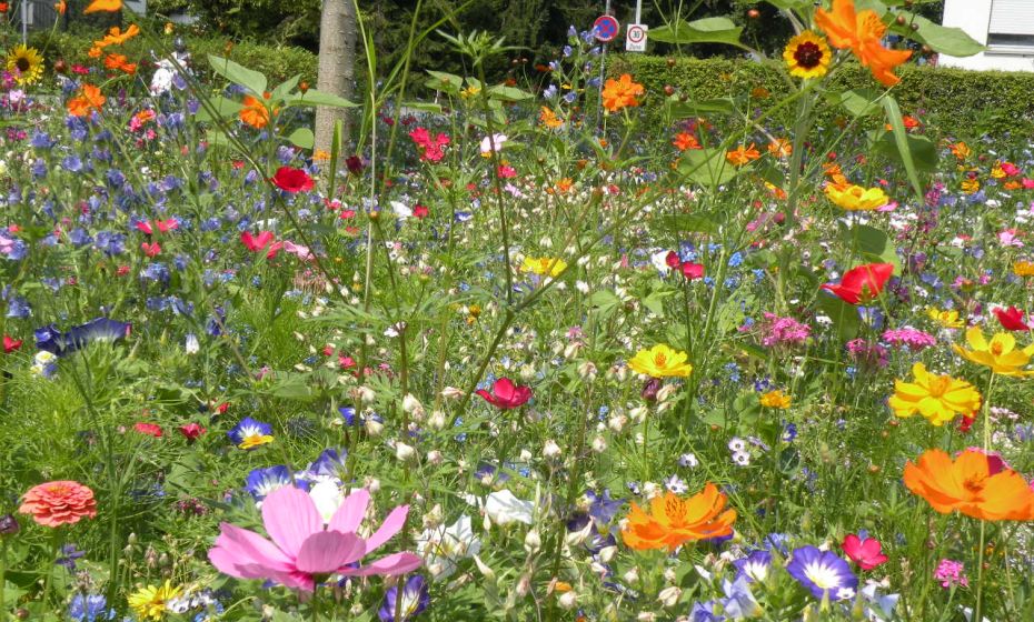 Blumenwiese Dornbirn Blumenwiese Dornbirn