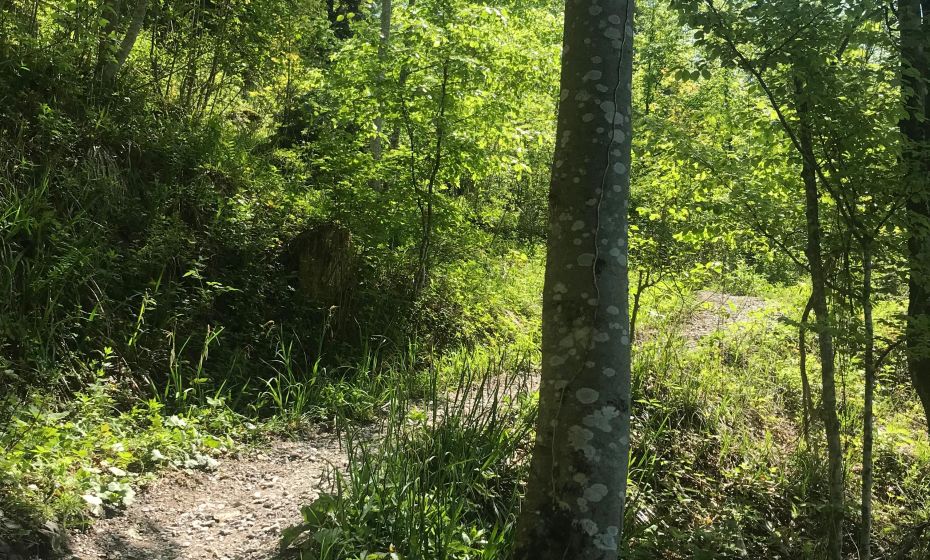 Radtour Dornbirn GÃ¼tle Kobelalpe schiebe-tragestelle